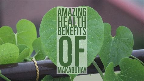 The AMAZING Health & Benefits of Makabuhay Plant .